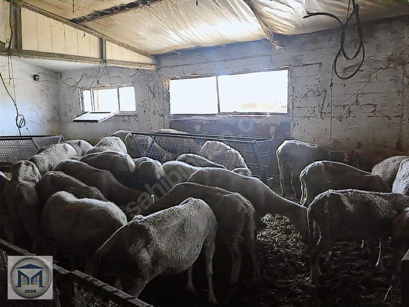 EDREMİT ÇIKRIKÇI KÖYÜNE YAKIN 3000 M2 KÖŞE SATILIK BAHÇE - BALIKESİR EDREMİT fotoğraf 9