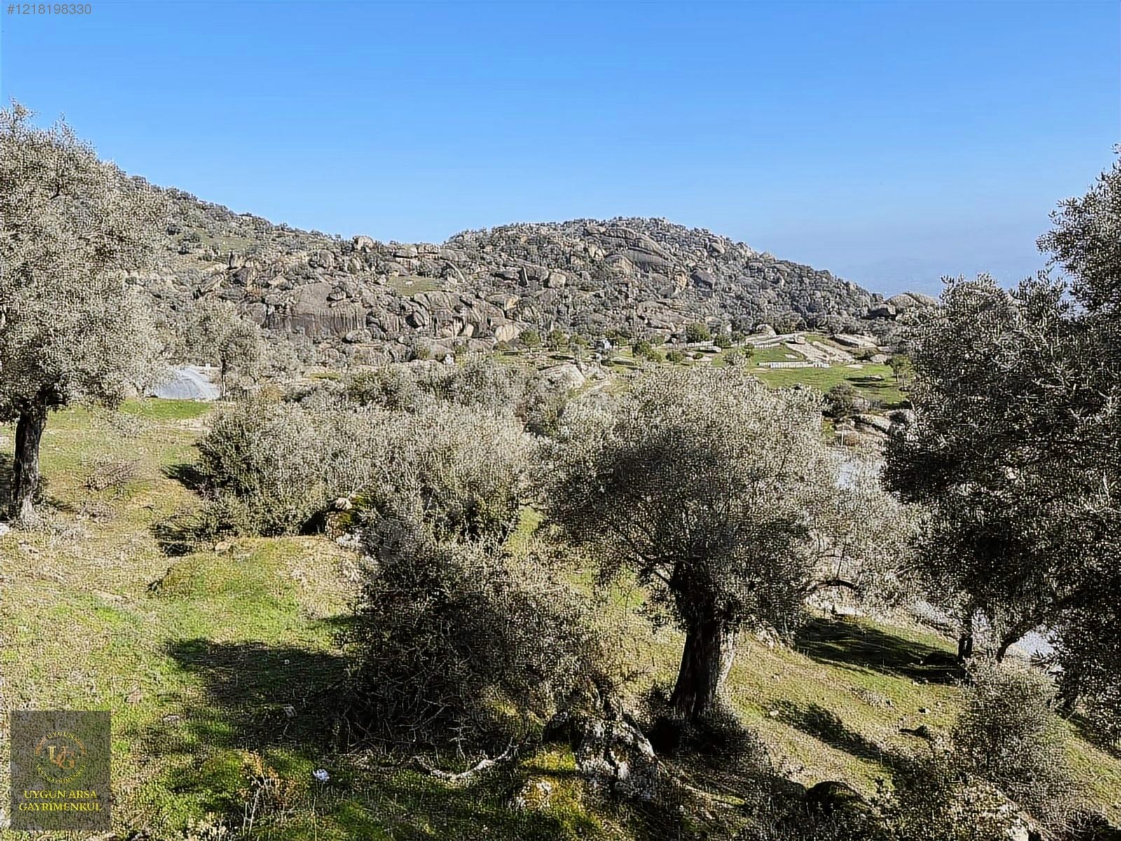 AYDIN KARPUZLU MERKEZ'DE 21.050 M2 ANA YOLA CEPHE ZEYTİNLİK - AYDIN KARPUZLU fotoğraf 3