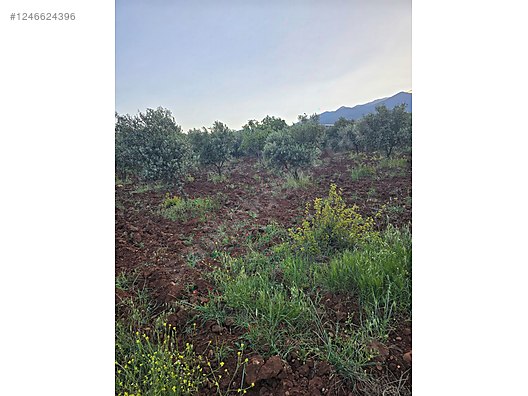 Hatay Hassa Aktepe küreci Mahallesi'nde satılık arsa bağ tek kapı - HATAY HASSA fotoğraf 7