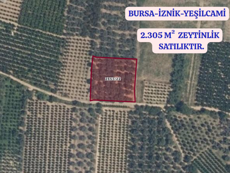 BURSA İZNİK YEŞİLCAMİ KÖYÜNDE 2.590 M ZEYTİNLİK SATILIKTIR - BURSA İZNİK fotoğraf 2