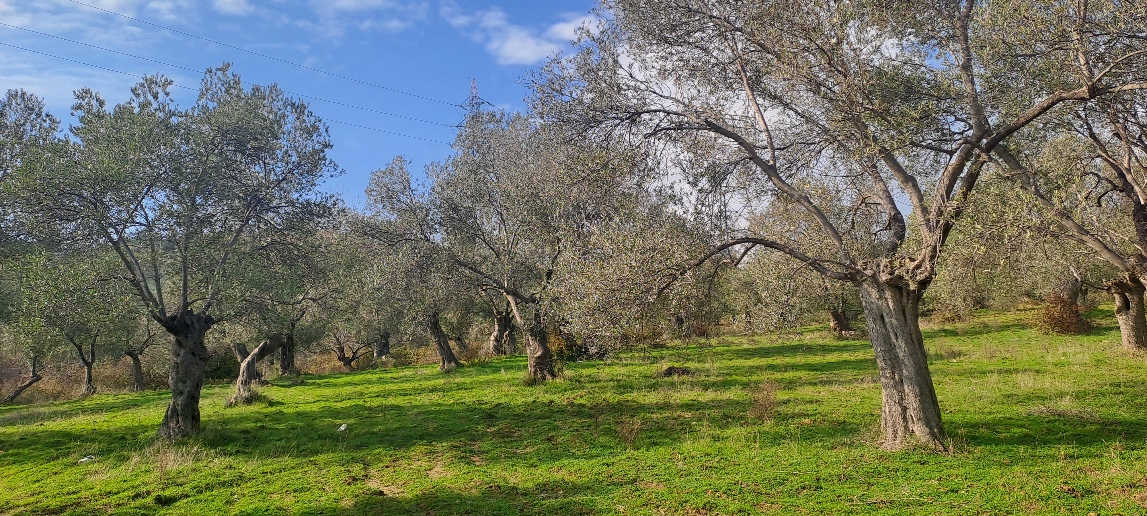 HAKANOĞLU GROUP'TAN TUZCUMURAT MAH. SATILIK ZEYTİNLİK - BALIKESİR EDREMİT fotoğraf 8