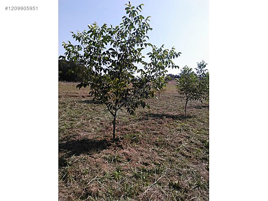 KOCAELİ İZMİT  AMBARCI  KÖYÜNDE 870 M²  TARLA  SATILIKTIR - KOCAELİ İZMİT fotoğraf 10