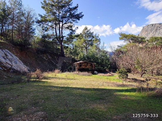 ANAMUR KORUCUKTA MÜSTAKİL SATILIK ZEYTİN VE AVOKADO BAHÇESİ - MERSİN ANAMUR fotoğraf 24