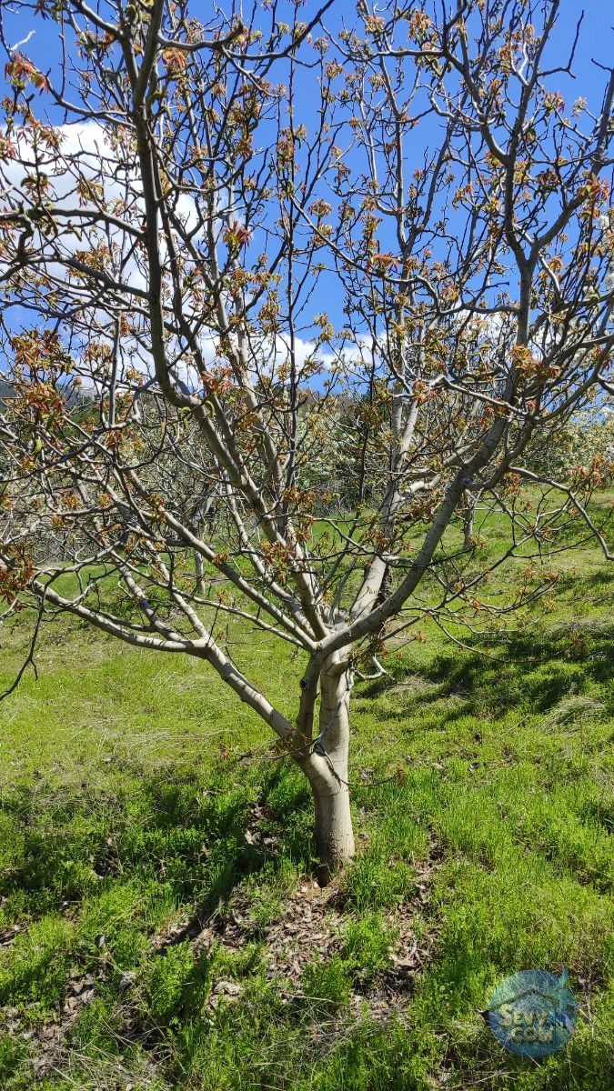 Satılık Meyve Bahçesi Kiraz, Ceviz, Vişne Ağaçlı, Yola Cepheli - Kütahya Şaphane fotoğraf 8