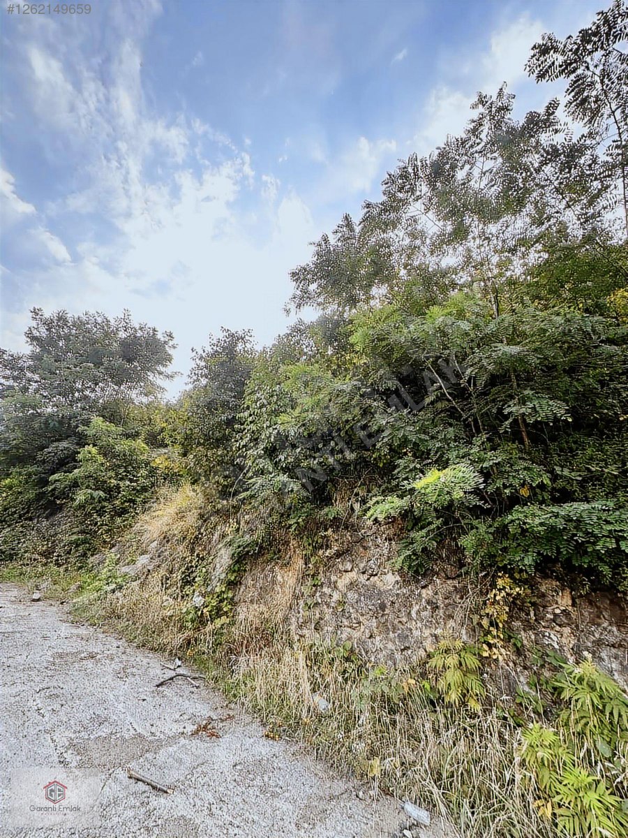 SARAYCIKDA SATILIK 76 DÖNÜM FINDIK BAHÇESİ - ORDU ALTINORDU fotoğraf 5