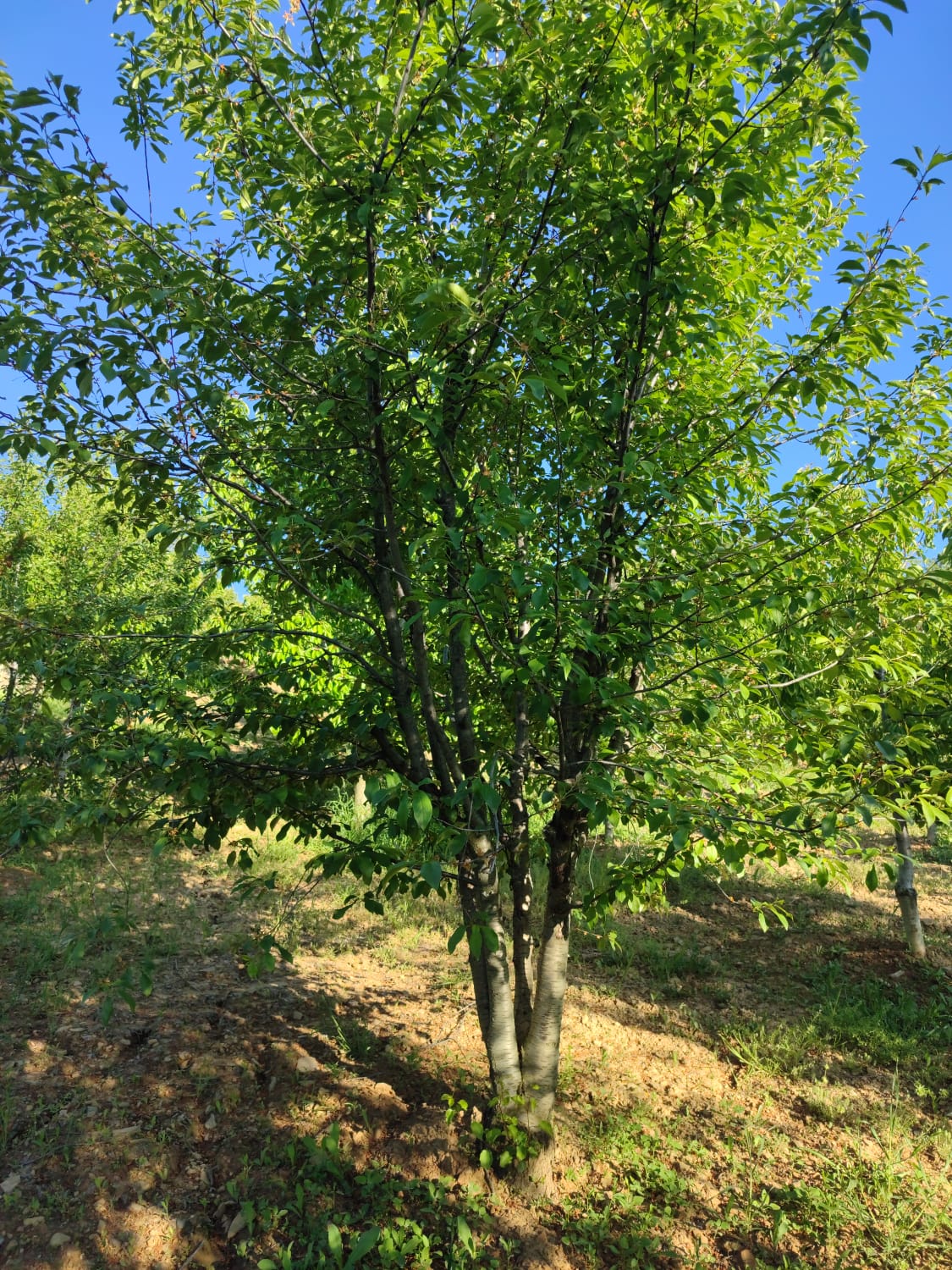 KÜTAHYA ŞAPHANE PAZAR  KÖYÜNDE 4.163 M²  VİŞNE KİRAZ BAHÇESİ  SATILIKTIR - KÜTAHYA ŞAPHANE fotoğraf 6