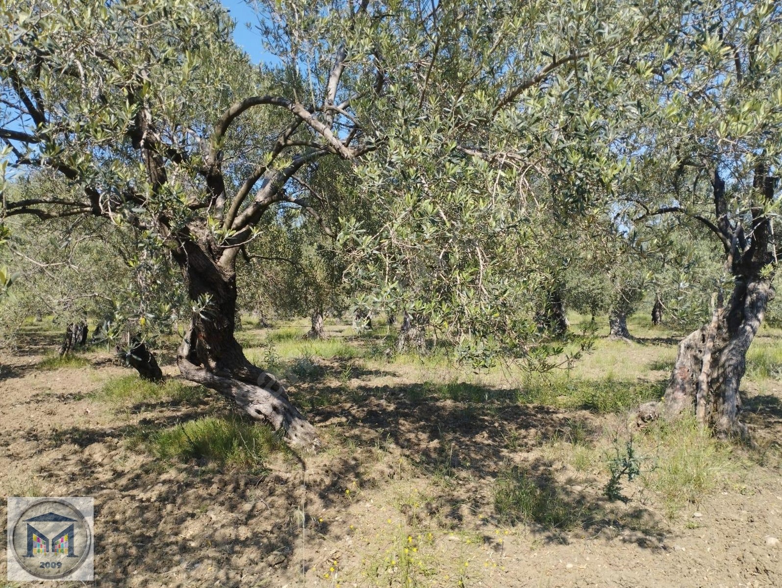 HAVRAN HAMAMBAŞI SATILIK 4.300 M2 ZEYTİNLİK - BALIKESİR HAVRAN fotoğraf 9