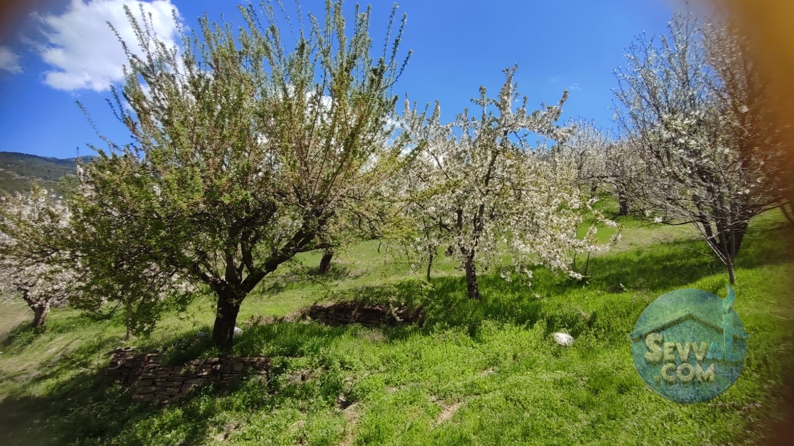 Satılık Meyve Bahçesi Kiraz, Ceviz, Vişne Ağaçlı, Yola Cepheli - Kütahya Şaphane fotoğraf 23