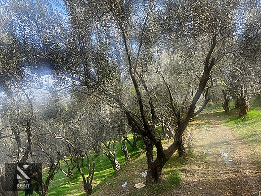 Kemalpaşa Aşağıkızılca Satılık 1758 M2 Tek Tapu Zeytinlik - İZMİR KEMALPAŞA fotoğraf 31