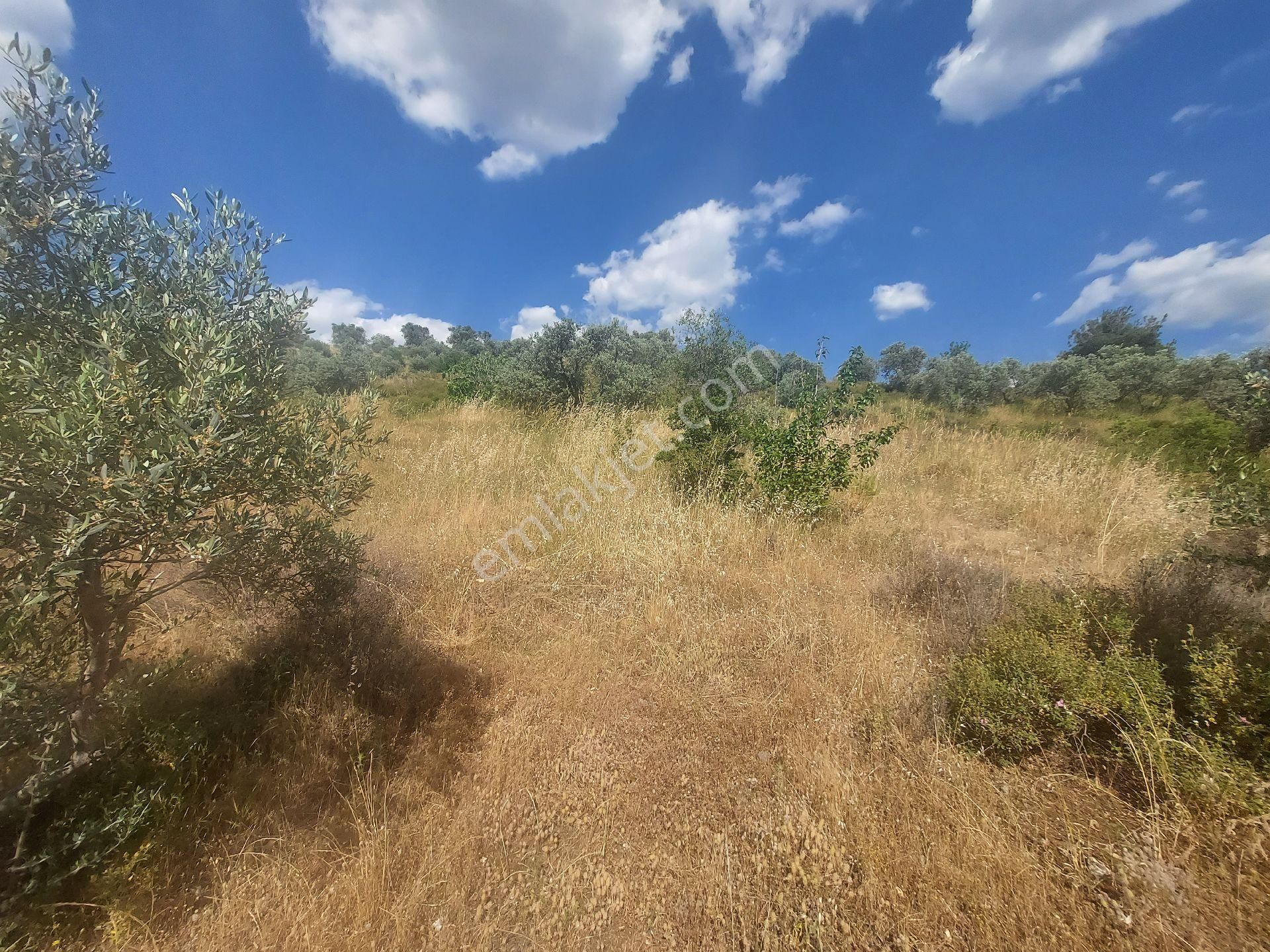İzmir Kemalpaşa Yeşilyurt Köy Merkezine Yakın 4735 M² Zeytinli Tarla Bağ  Favori - İZMİR KEMALPAŞA fotoğraf 2