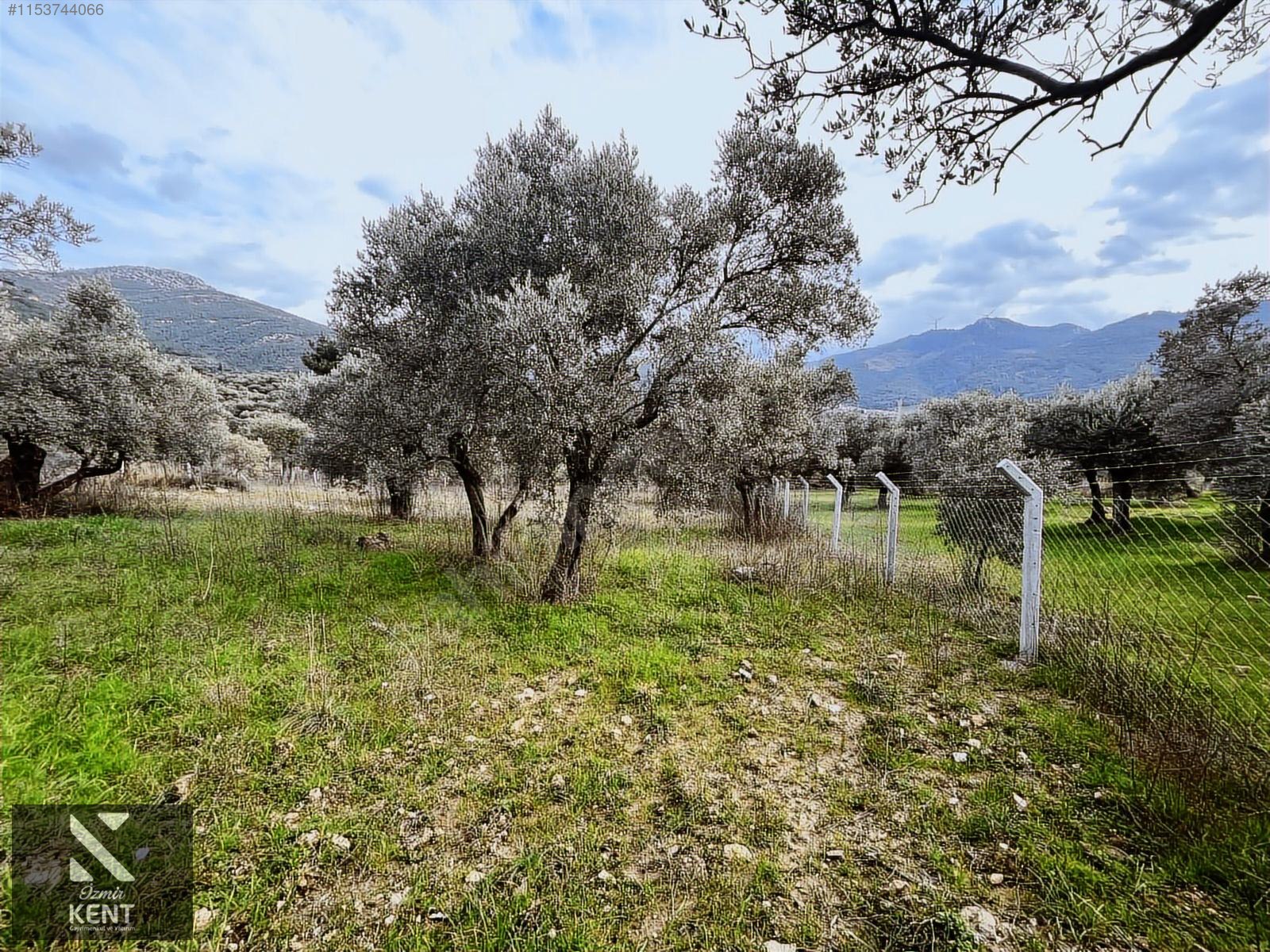 Kemalpaşa Gökyaka Satılık 2700 m2 Bahçe - İZMİR KEMALPAŞA fotoğraf 14