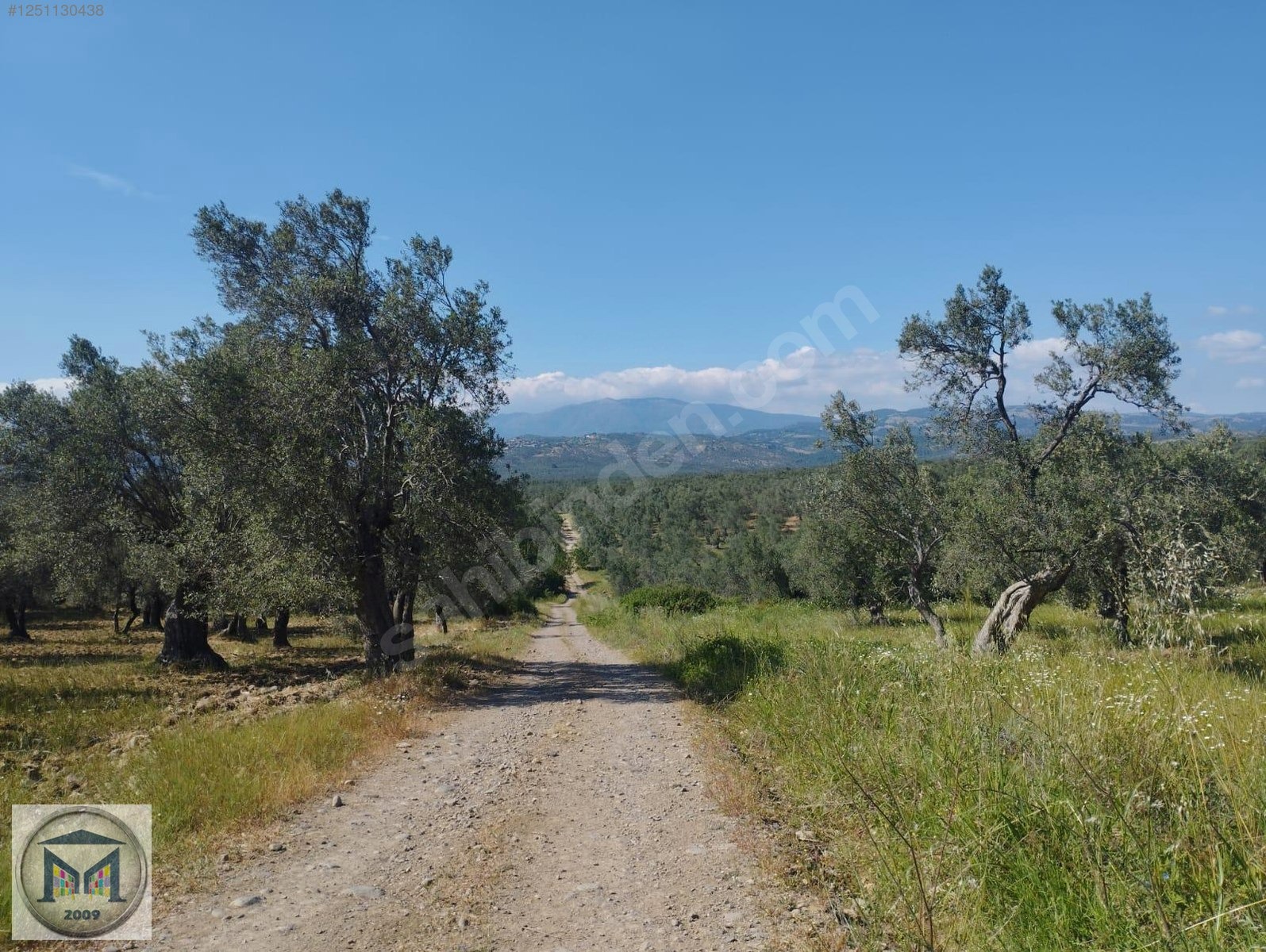 HAVRAN HAMAMBAŞI SATILIK 4.300 M2 ZEYTİNLİK - BALIKESİR HAVRAN fotoğraf 22
