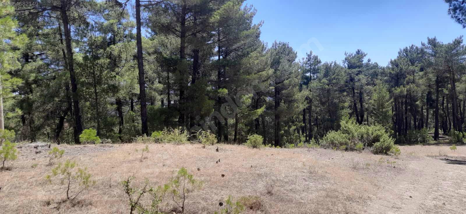 DENİZLİ ACIPAYAM OLUKBAŞI  KÖYÜNDE 2.570 M² TARLA SATILIKTIR - DENİZLİ ACIPAYAM fotoğraf 5