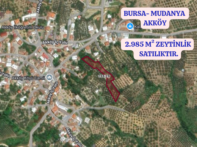 BURSA MUDANYA AKKÖY KÖYÜNDE 2.985 M² ZEYTİNLİK SATILIKTIR. - BURSA MUDANYA fotoğraf 2