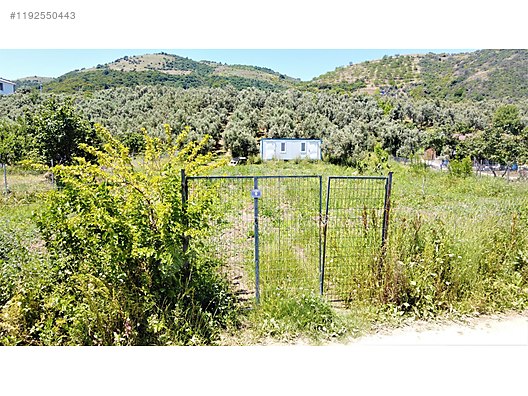 BURSA MUDANYA ÇEPNİ KÖYÜNDE 2.110 M² ZEYTİNLİK SATILIKTIR. - BURSA MUDANYA fotoğraf 8