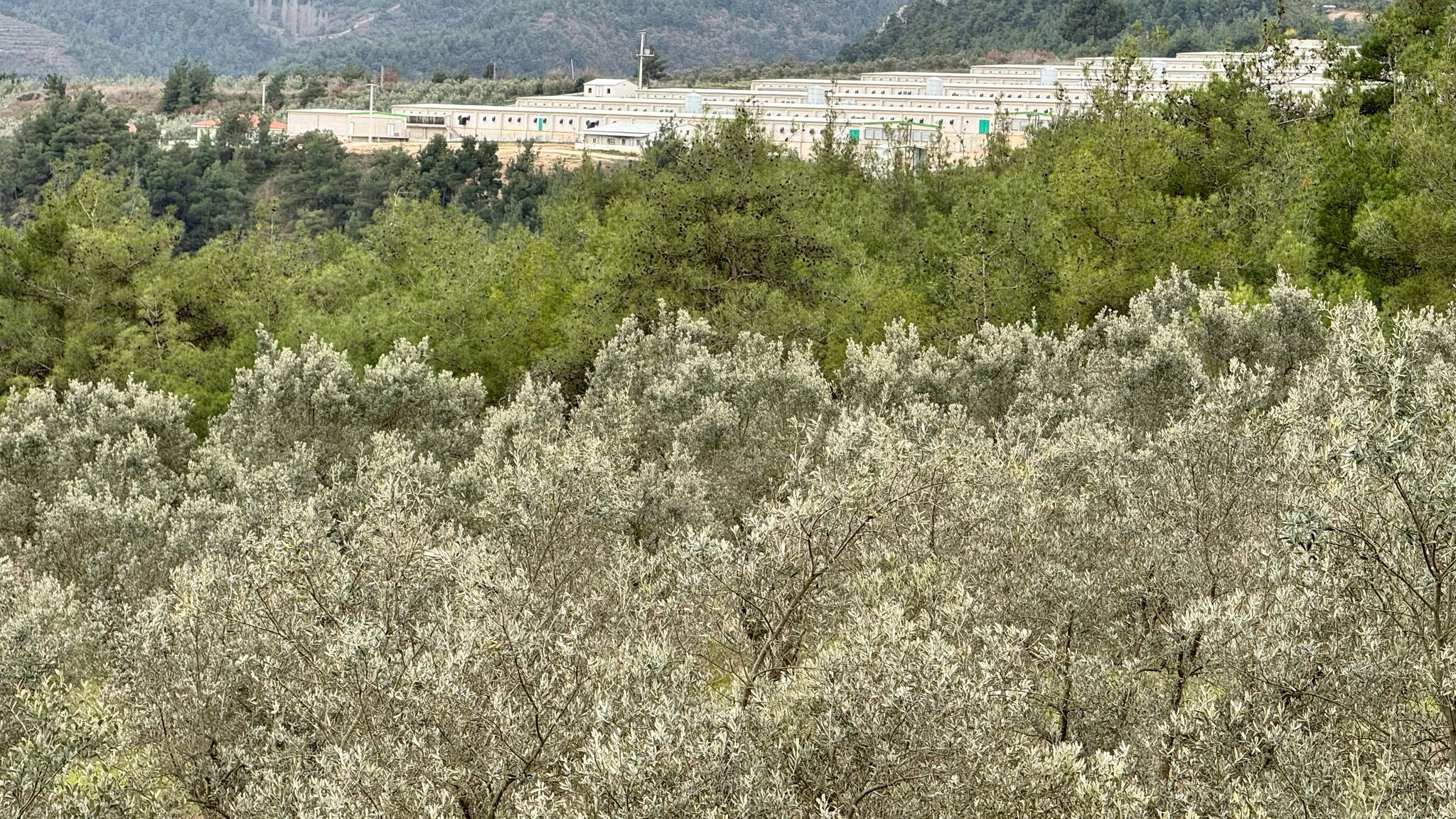 OSMANELİ DÜZMEŞE SATILIK ZEYTİNLİK SAHİBİNDEN !!! - BİLECİK OSMANELİ fotoğraf 2