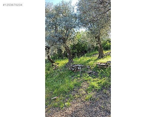 İZMİR BAYINDIR KIZILOVA  KÖYÜNDE 182  M² ZEYTİNLİK  SATILIKTIR - İZMİR BAYINDIR fotoğraf 16