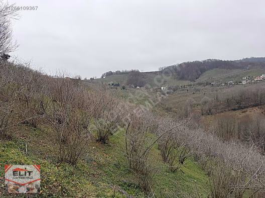 DÜZCE AKÇAKOCA DA EV YAPIMINA UYGUN SATILIK 7.768 M2 FINDIKLIK - DÜZCE AKÇAKOCA fotoğraf 34