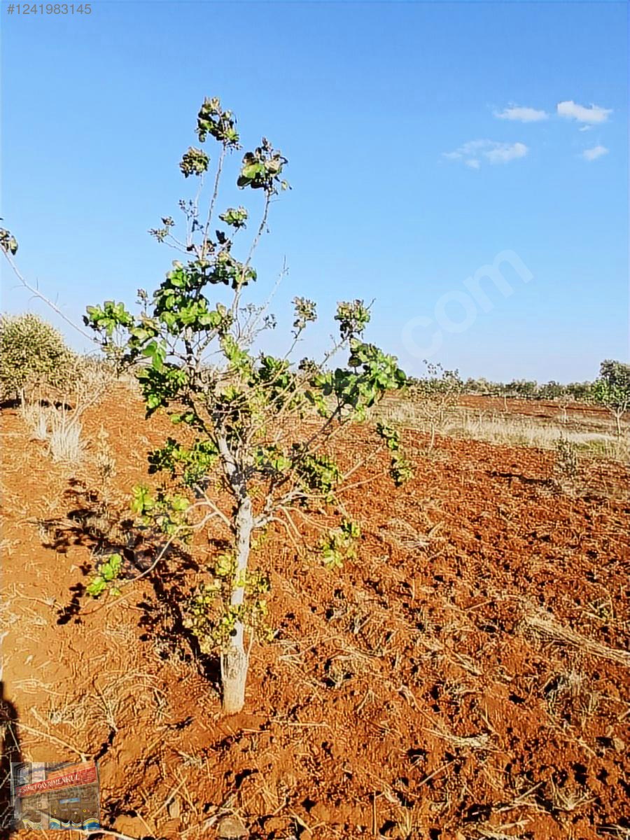 yavuzlu tapulu 46 agac fıstık 4 büyük 40 fidan zeytin acil - KİLİS MERKEZ fotoğraf 4