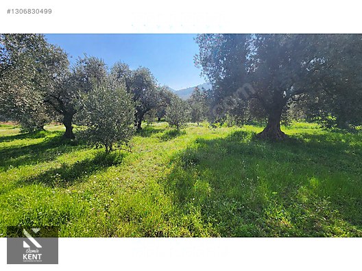 Kemalpaşa Ören Satılık Zeytinlik 1.230 m2 - İZMİR KEMALPAŞA fotoğraf 39