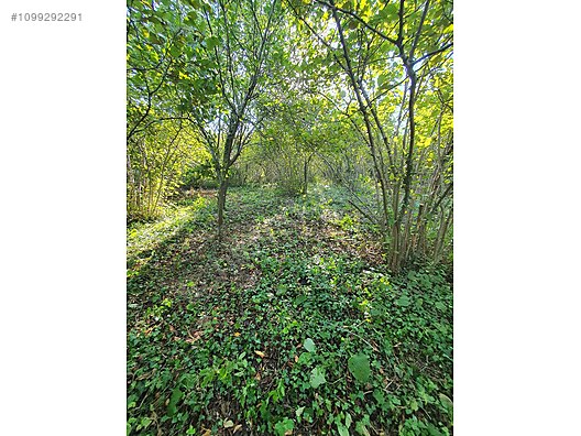 KOCAELİ DERİNCE TERZİLER   KÖYÜNDE  705   M²  BAHÇE  SATILIKTIR - KOCAELİ DERİNCE fotoğraf 5