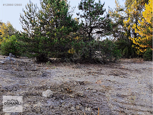 ARAÇ TAKASLI 3.150 M2, İLÇEYE 5 DK MESAFEDE YATIRIM FIRSATI - BİLECİK SÖĞÜT fotoğraf 7