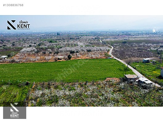 Kemalpaşa Ören 75. Yıl Satılık 8770 m2 Tek Tapu Tarla - İZMİR KEMALPAŞA fotoğraf 16