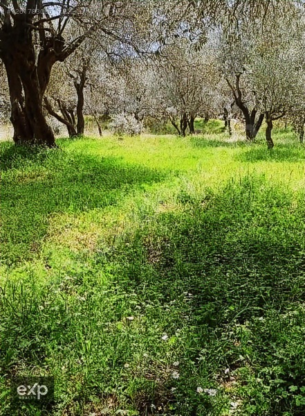 Bayındır Sarıyurtta Anayola Cepheli 1916 m2 Satılık Zeytinlik - İZMİR BAYINDIR fotoğraf 2