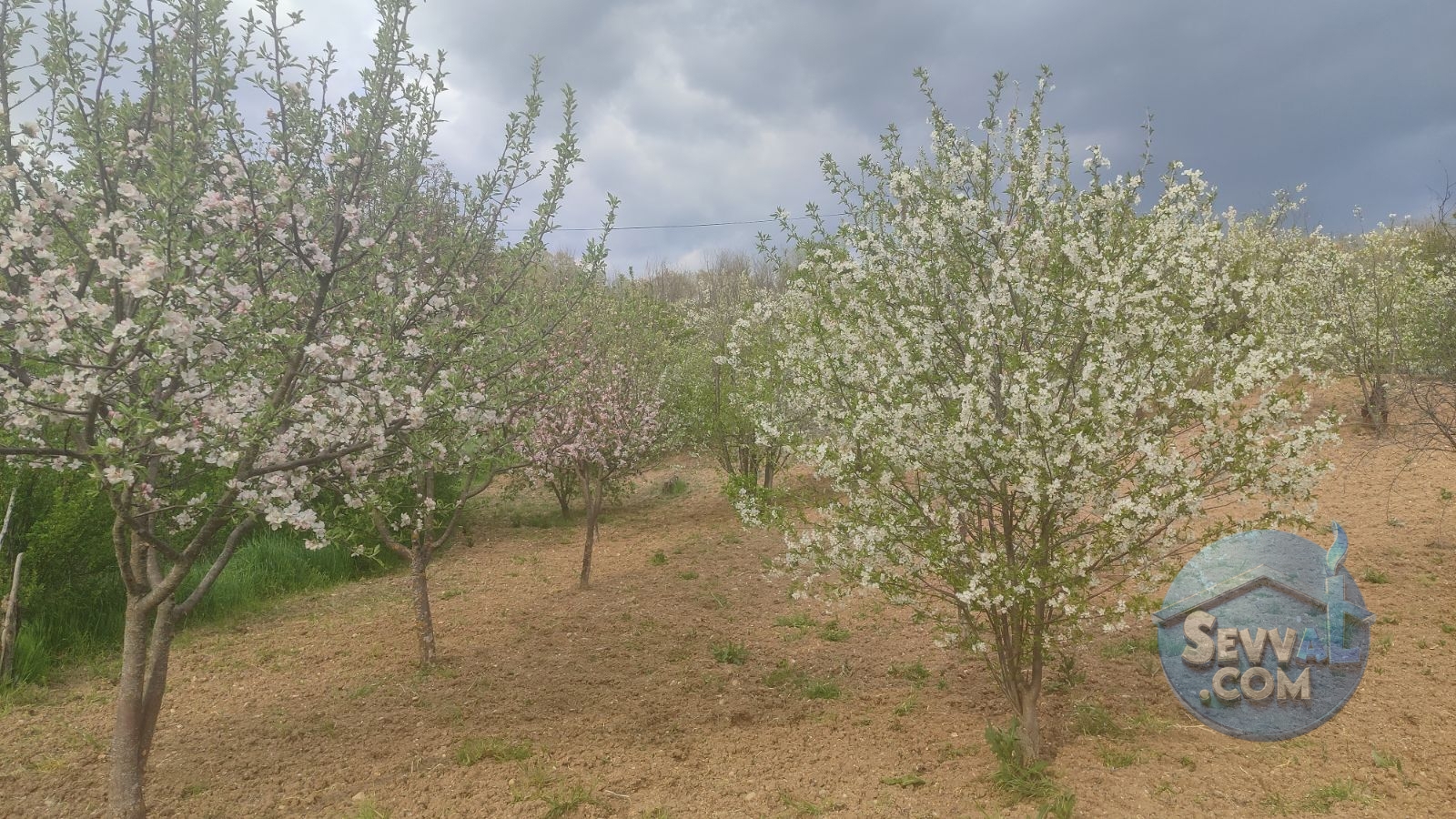 Satılık 579m² Meyve Bahçesi (Kütahya/Şaphane Karaağıl Mah.) - Kütahya Şaphane fotoğraf 14