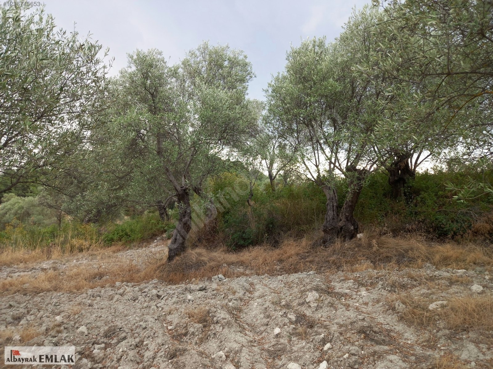 MANİSA SARUHANLI SARIÇAM DA SATILIK 3.500 M2 USLU ZEYTİNLİK - MANİSA SARUHANLI fotoğraf 5