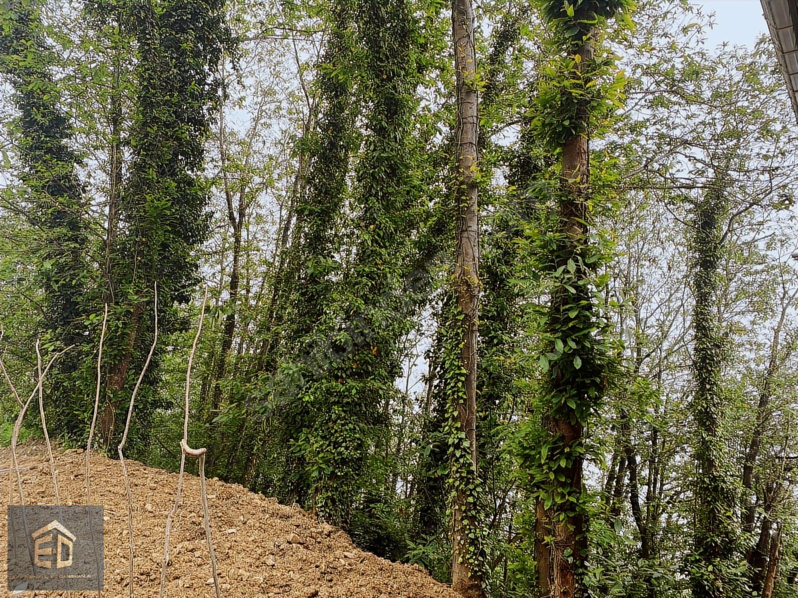 TRABZON MAĞMAT BOĞAZINDA SATILIK 6.230M² MUHTEŞEM BİR ARSA - TRABZON ORTAHİSAR fotoğraf 9