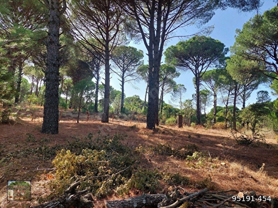 BERGAMA KOZAK KARAVELİLER MAH DE 2100 M2 FISTIKLIK - İZMİR BERGAMA fotoğraf 3