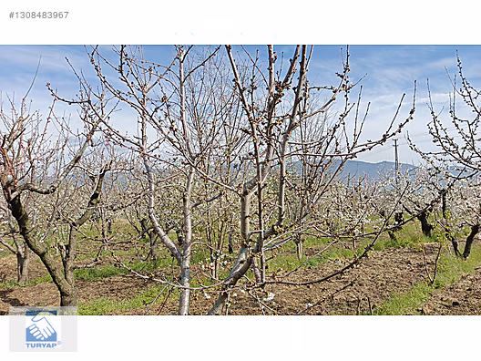 Kemalpaşa M.Akif Ersoy Mah. Satılık 4202m2 Bahçe - İZMİR KEMALPAŞA fotoğraf 2