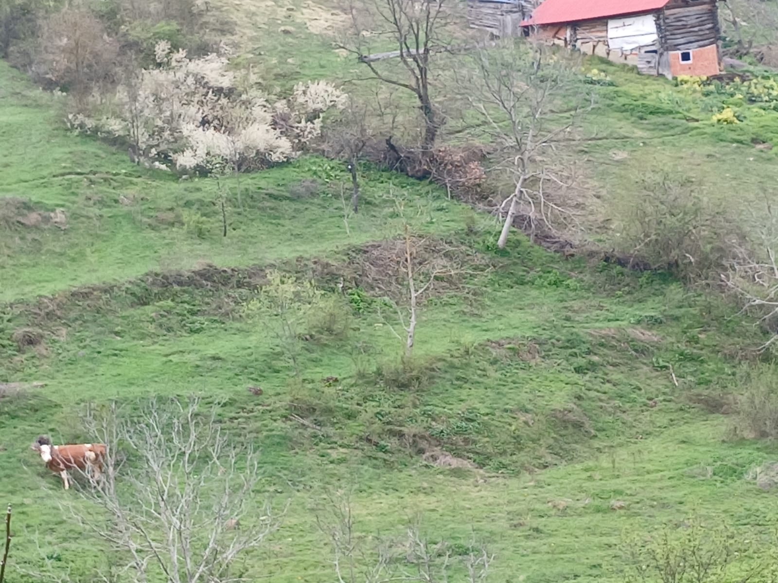 SİNOP DİKMEN ÇUKURCAALAN KÖYÜNDE 2.915M² TARLA SATILIK - SİNOP DİKMEN fotoğraf 30