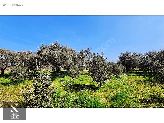 Kemalpaşa Ören Satılık Zeytinlik 1.230 m2 - İZMİR KEMALPAŞA fotoğraf 49