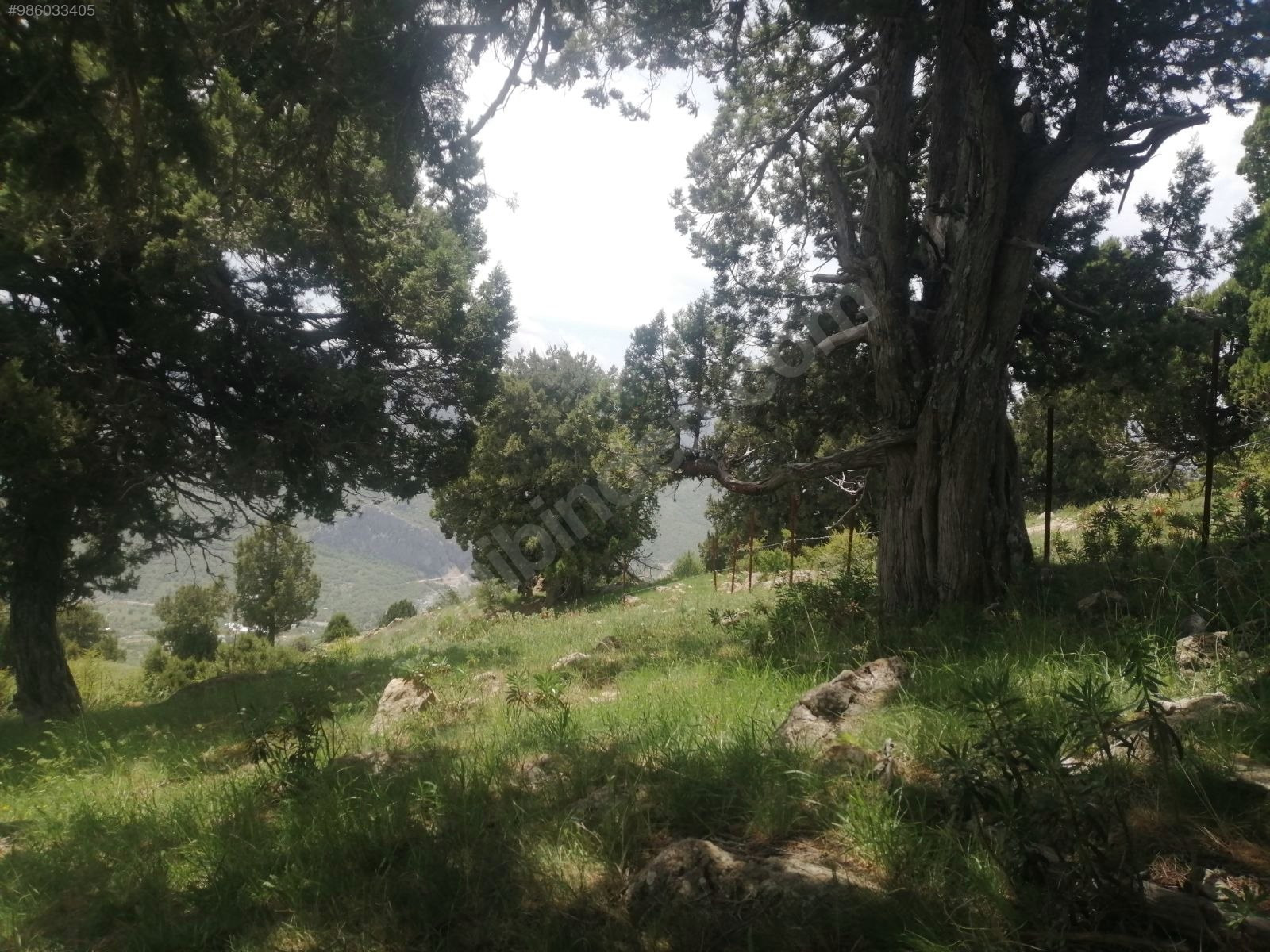 Meyva Bahçesi Yapmaya uygun İmamlı Yaylasında Tarla 1.793 m² ANTALYA ALANYA - ANTALYA ALANYA fotoğraf 6