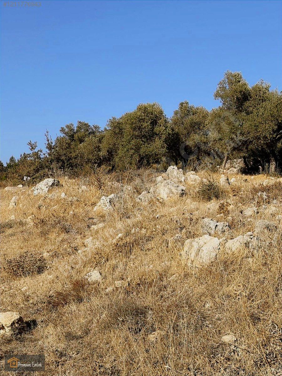 MİLAS KARACAHİSAR MAH.SU ELEKT YOLA SIFIR 10.754mt SATILIK TARLA - MUĞLA MİLAS fotoğraf 8