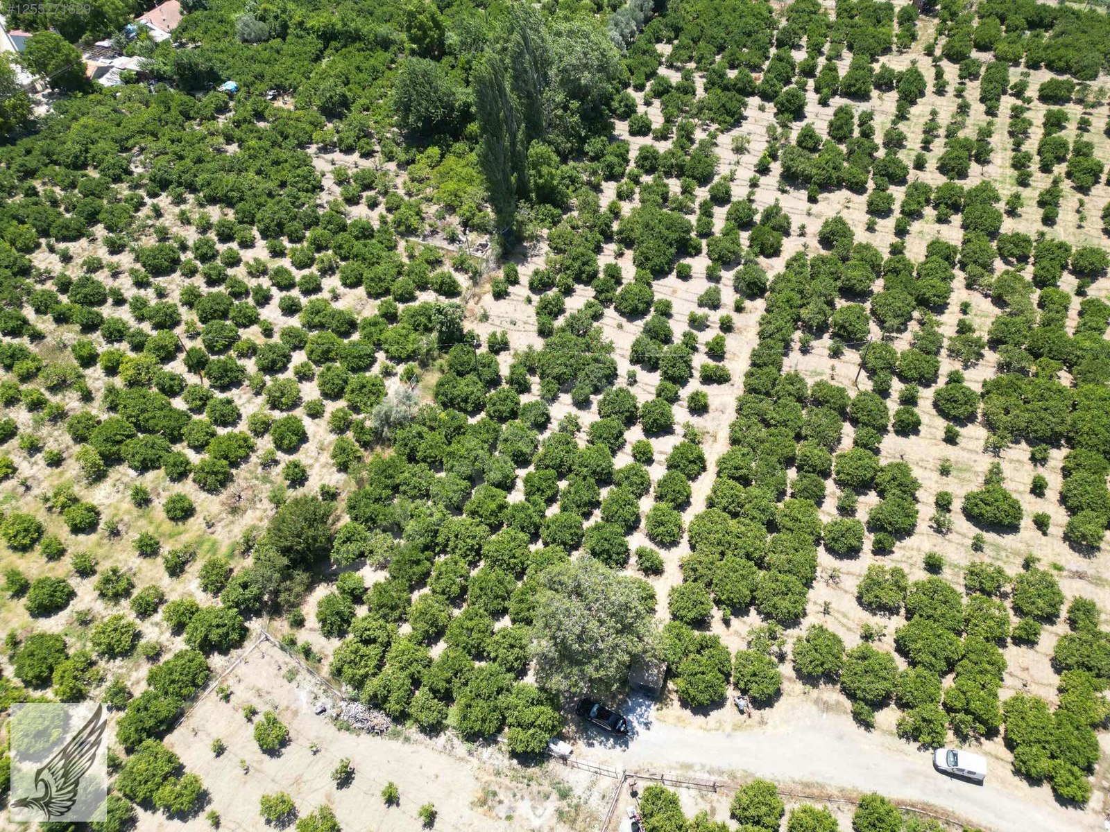 Seferihisar Hıdırlık Mahallesi 5.700M2 Satılık Mandalina Bahçesi - İZMİR SEFERİHİSAR fotoğraf 6