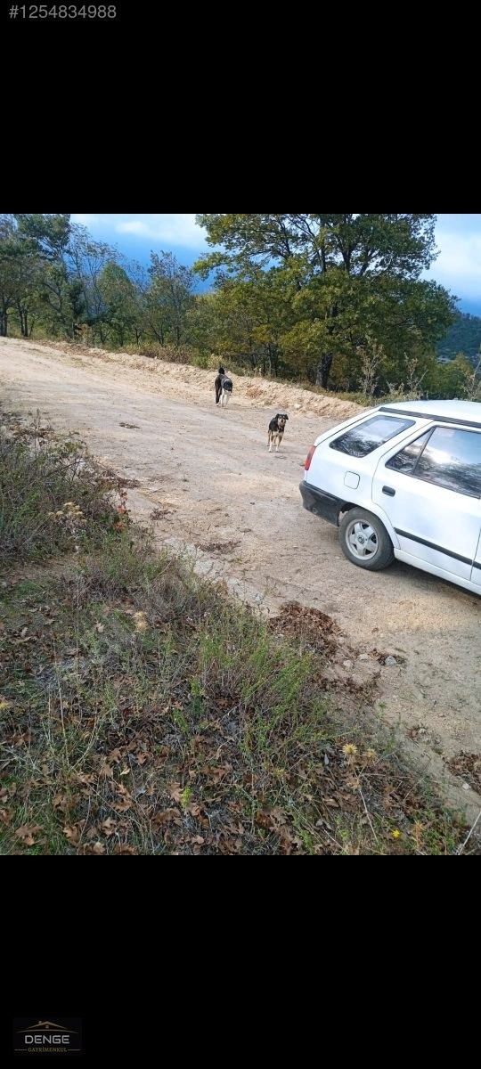 Denge Gayrimenkul BALIKESİR SUSURLUK GÜRECE'DE YATIRIMLIK ARAZİ - BALIKESİR SUSURLUK fotoğraf 2