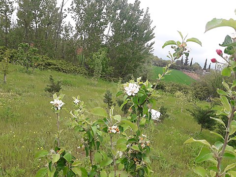 BURSA KARACABEY YEŞİLDERE KÖYÜNDE 2.950 M² TARLA SATILIKTIR - BURSA KARACABEY fotoğraf 4