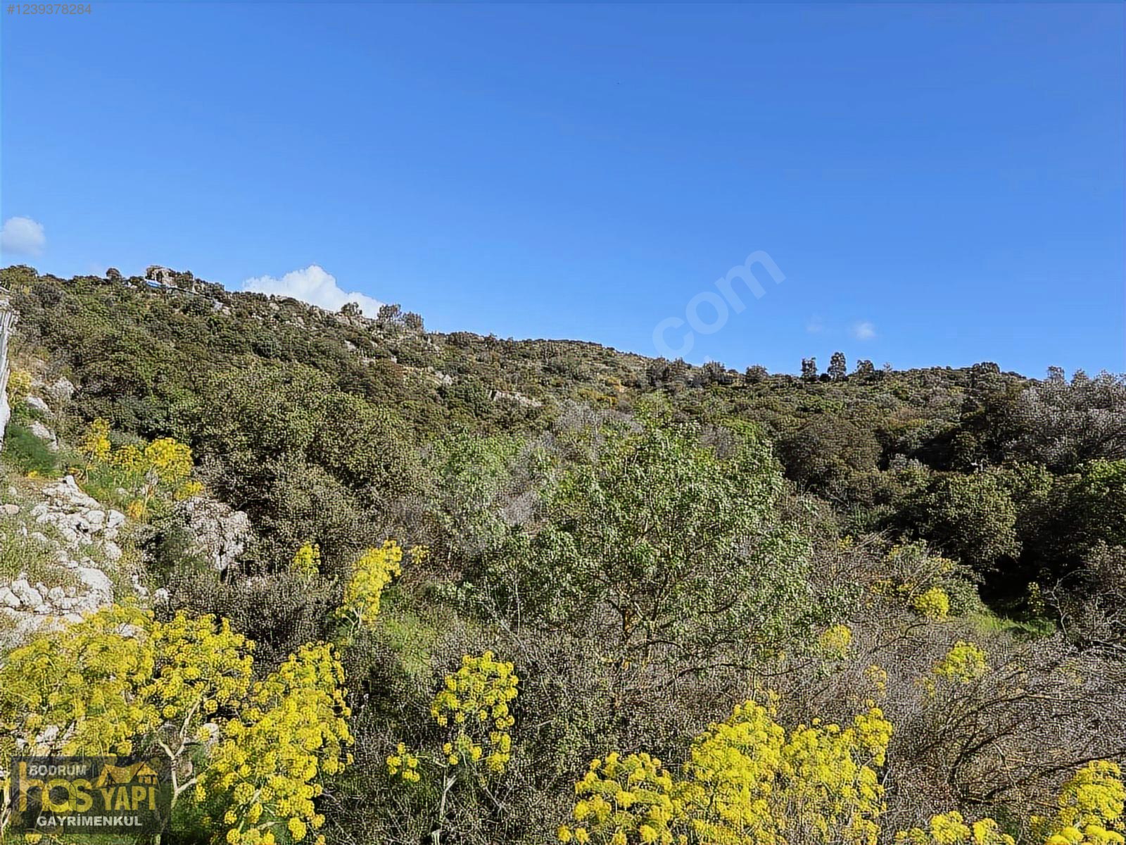 Bodrum Ortakentte Kaçırılmayacak Fırsat Satılık Tarla! - MUĞLA BODRUM fotoğraf 3