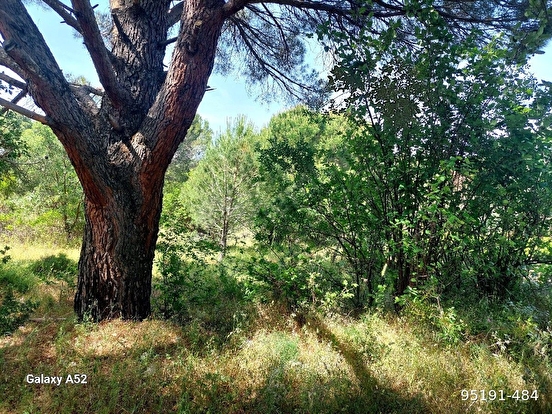 BERGAMA KOZAK YAYLASI AŞAĞIBEY MAH DE 1100 M2 BAĞ - İZMİR BERGAMA fotoğraf 3