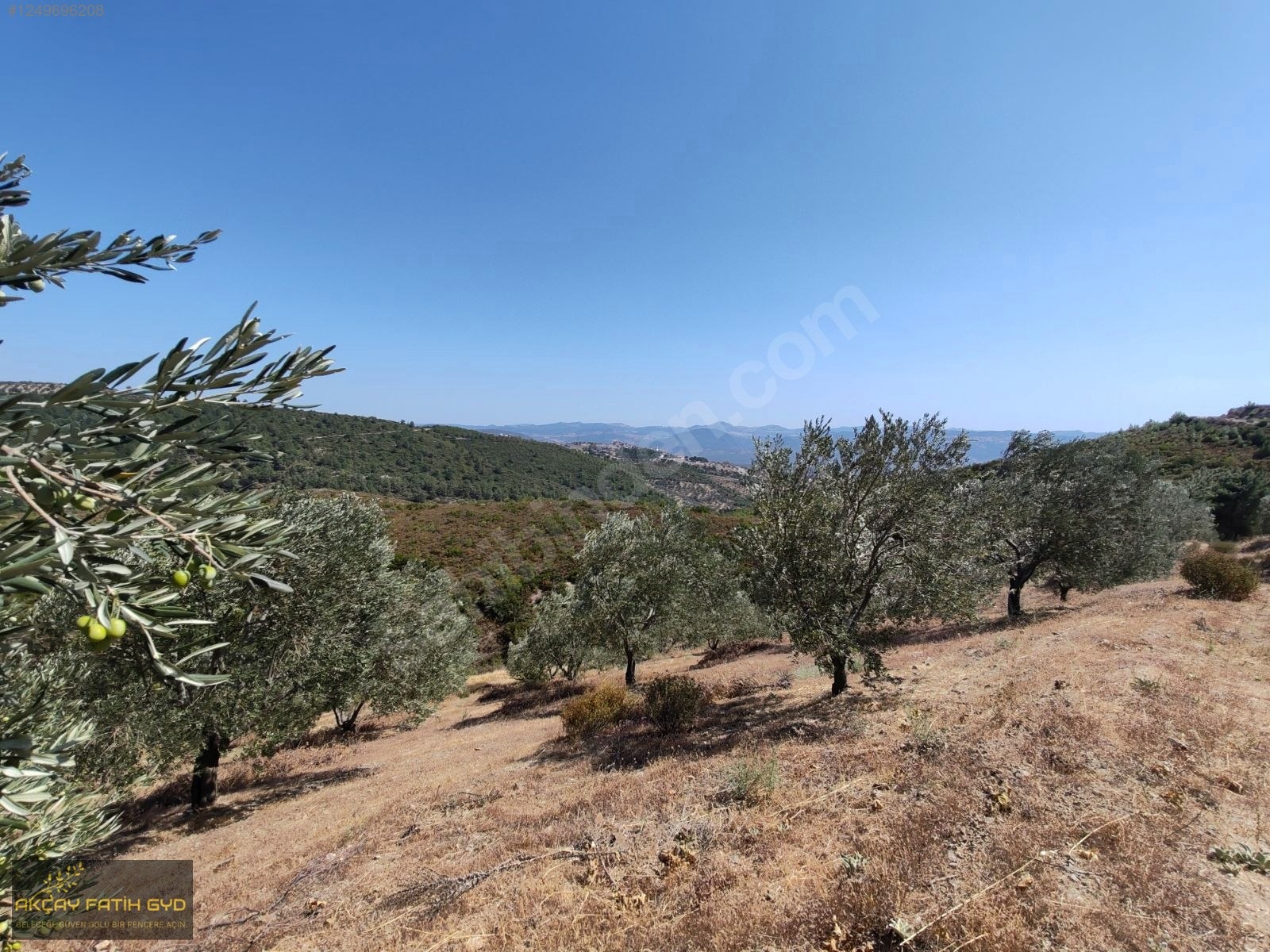 Balıkesir Havran Tepeobada 16,7 Dönüm Kelepir Satılık Zeytinlik - BALIKESİR HAVRAN fotoğraf 17