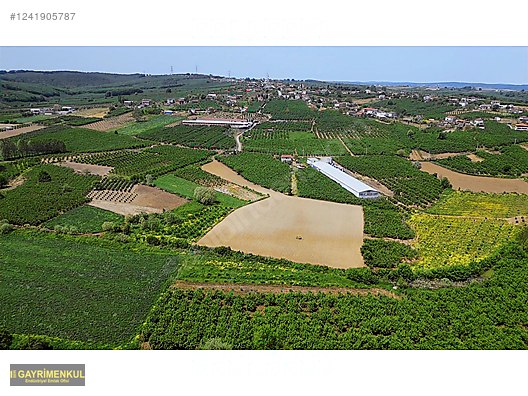 11.752 M² FIRSAT FINDIK BAHÇESİ SAKARYA KAYNARCA ZİAHMET MAH. - SAKARYA KAYNARCA fotoğraf 8