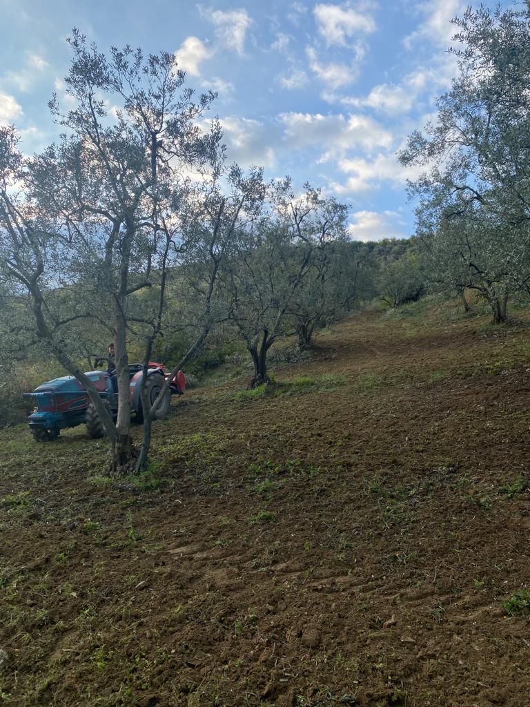 TACİR'DE KESİNTİSİZ GÖL MANZARALI ZEYTİNLİK - BURSA İZNİK fotoğraf 7