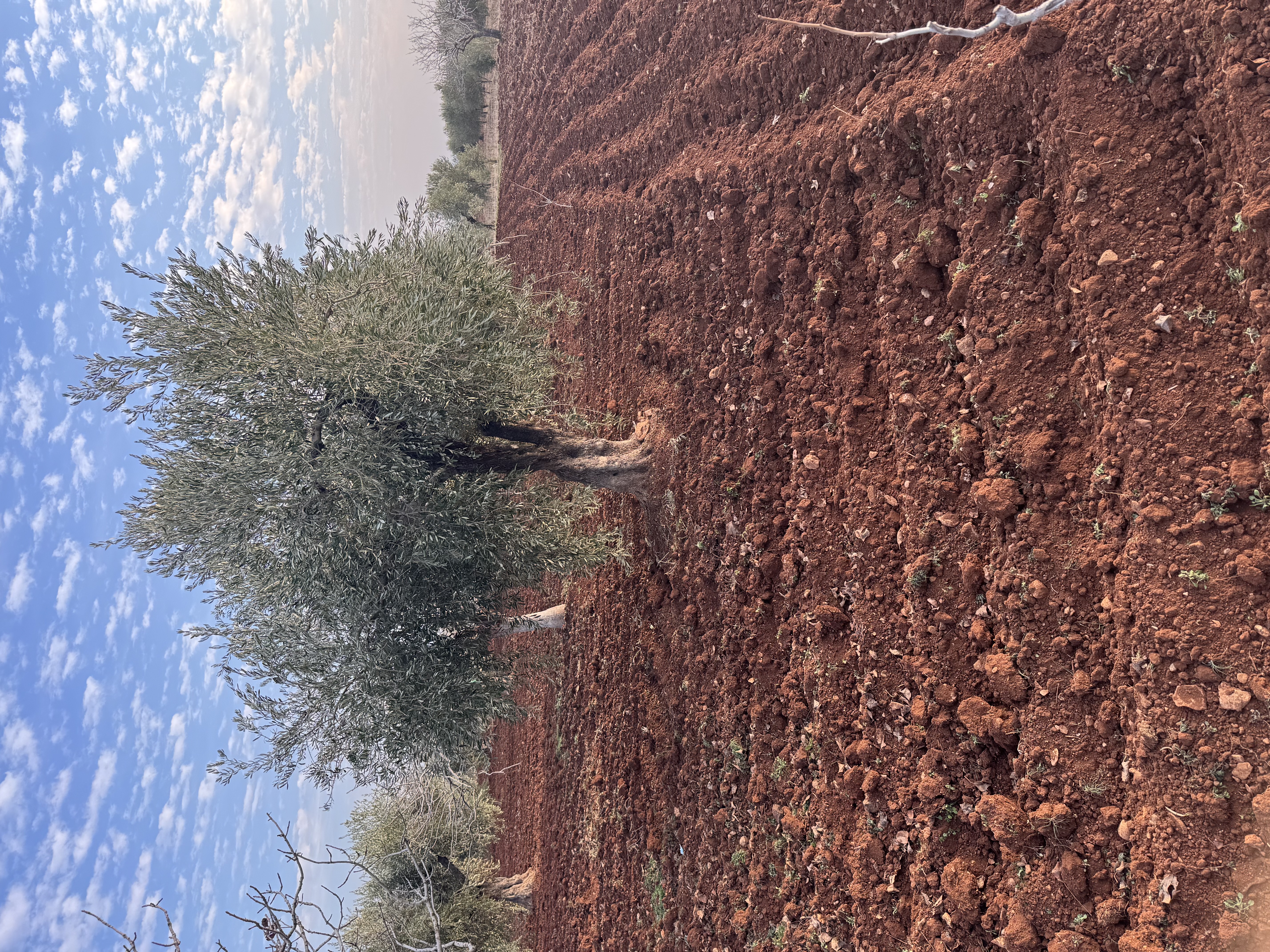 SATILIK ZEYTİNLİK  - KİLİS MERKEZ fotoğraf 13