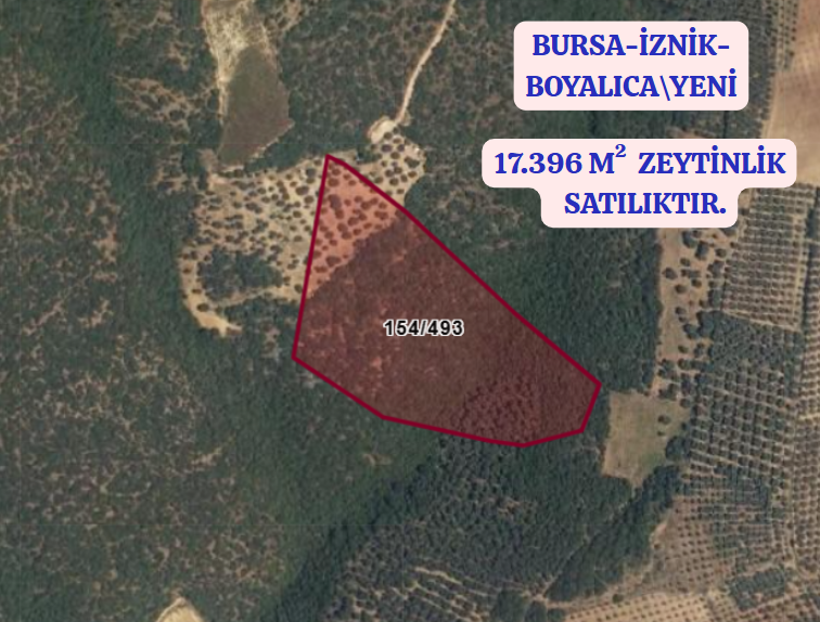 BURSA İZNİK BOYALICA-YENİ KÖYÜNDE 17.396 M ZEYTİNLİK SATILIKTIR - BURSA İZNİK fotoğraf 2