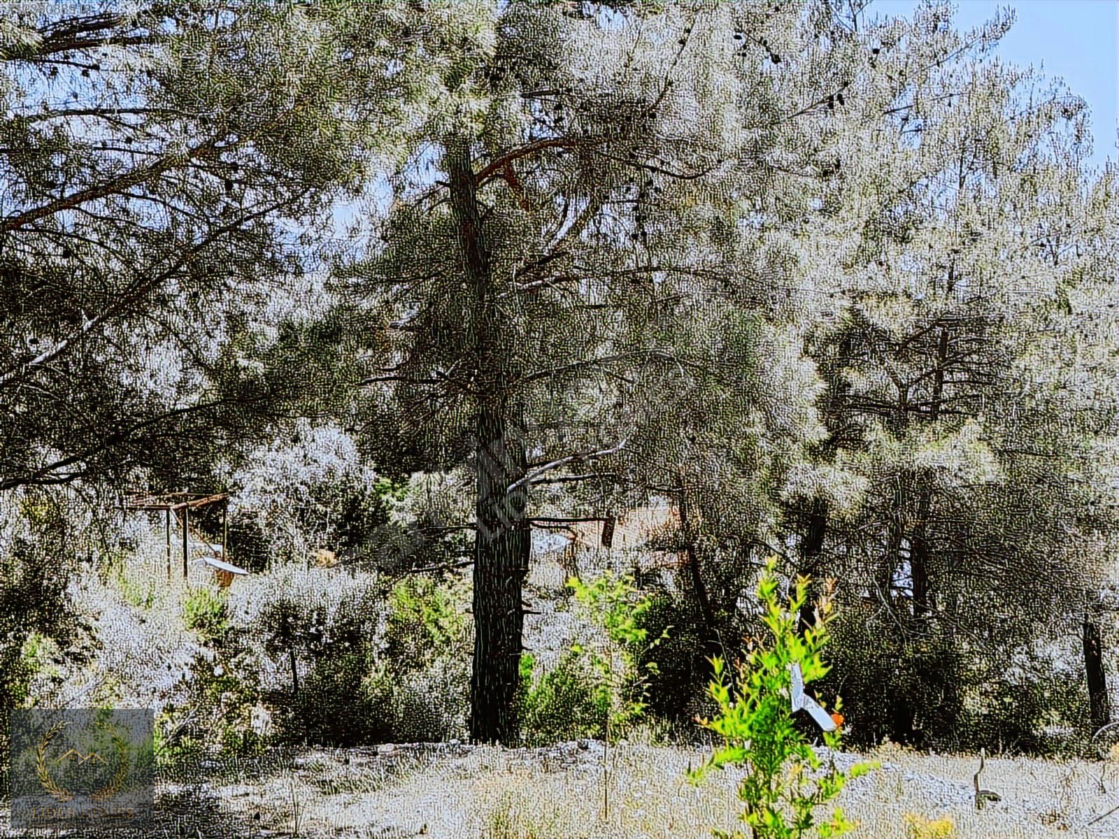 Fethiye Eldirek'te Müstakil Tapulu, Yolu su Mevcut 1.232 m² T - MUĞLA FETHİYE fotoğraf 14