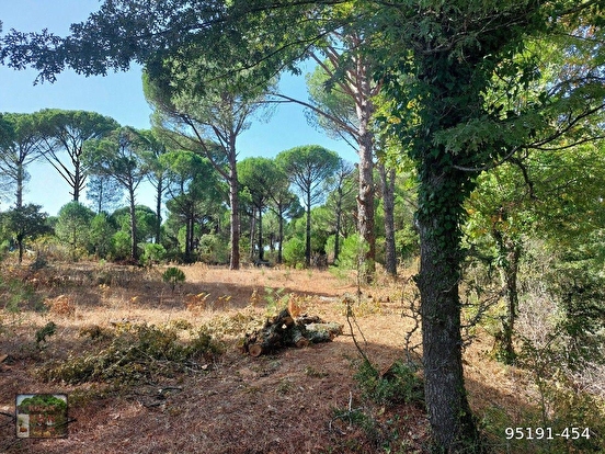 BERGAMA KOZAK KARAVELİLER MAH DE 2100 M2 FISTIKLIK - İZMİR BERGAMA fotoğraf 7