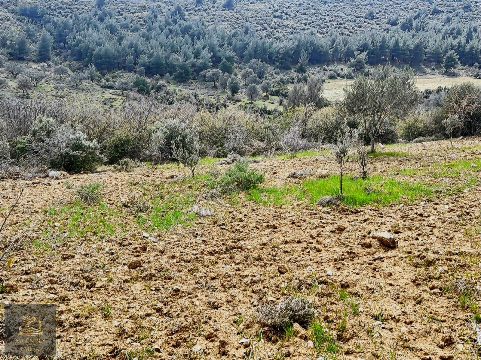 İzmir Kınık Işıklar Mahallesi Manzaralı Zeytinlik Kredi K. Geçer - İZMİR KINIK fotoğraf 15